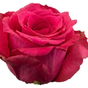 Vi pink