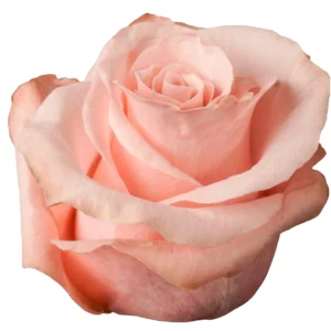 Be Sweet