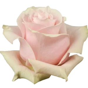 Pink Mondial