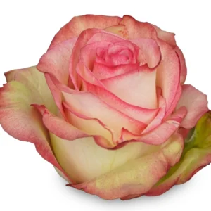 Paloma